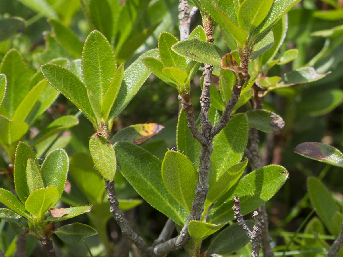 Rhododendron hirsutum